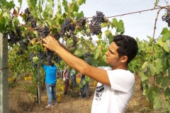 Vendemmia-2015-Ali