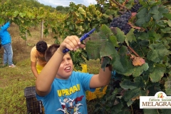 Vendemmia-2015-Antonio-FB