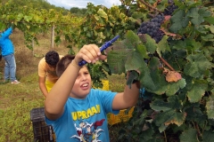 Vendemmia-2015-Antonio